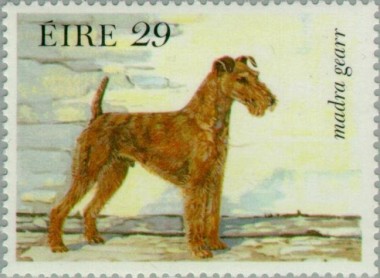 Ierse Terrier