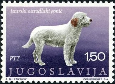 Istrische Coursehaired Hond