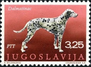 Dalmatier