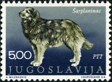 Sarplaninac