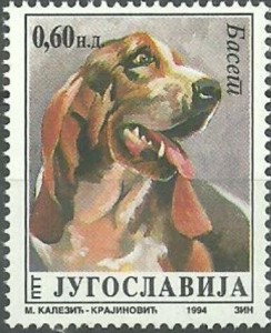 Basset Hound
