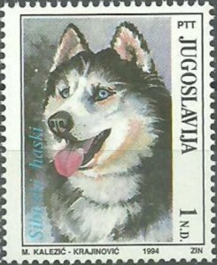Siberische Husky