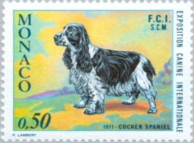 Engelse Cocker Spaniel