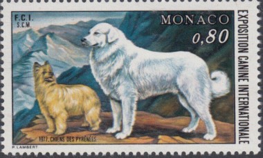 Grote Pyreneese Berghond