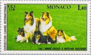 Shetland Sheepdog