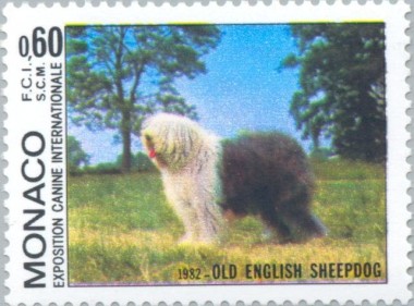 Ruigharige Collie