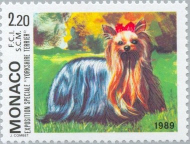 Yorkshire Terrier