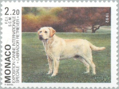 Labrador Retriever
