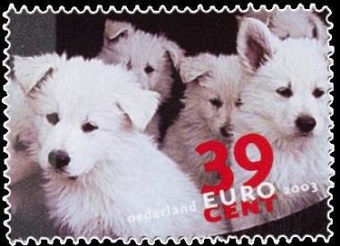 Puppies