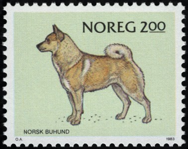 Buhund