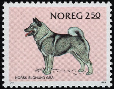 Noorse Elkhond