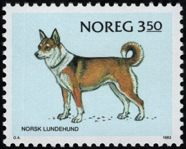 Noorse Lundehund