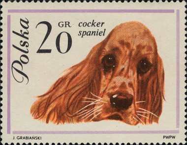 Cocker Spaniel
