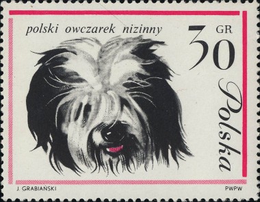 Poolse Lowland Sheepdog