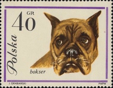 Boxer