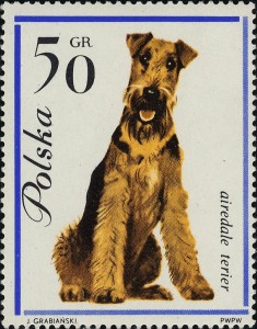 Airdale Terrier