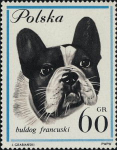 Franse Bulldog