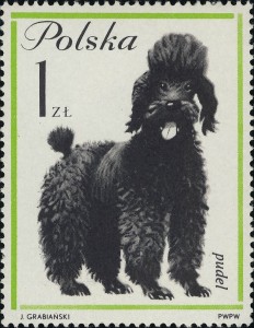 Poedel
