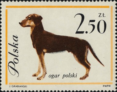 Poolse Hond