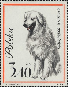 Tatra Herdershond