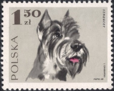 Schnauzer