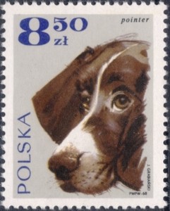 Engelse Pointer