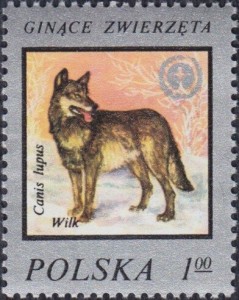 Wolf