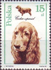Cocker Spaniel