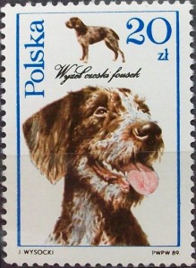Czech Fousek Pointer
