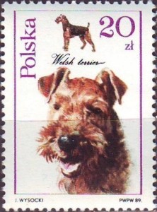 Welsh Terrier