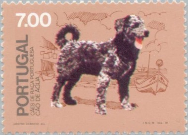 Portugese Waterhond