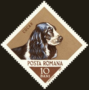 Cocker Spaniel