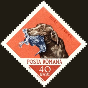 Duitse kortharige Pointer
