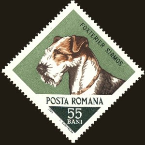 Fox Terrier