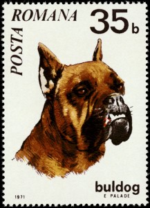 Boxer