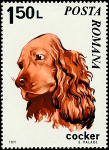 Cocker Spaniel