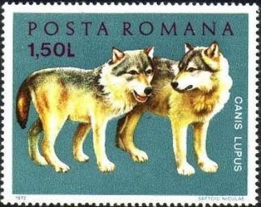 twee wolven