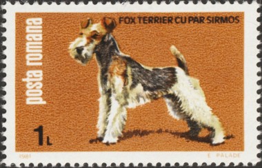 Fox Terrier