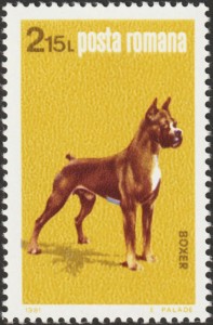 Boxer