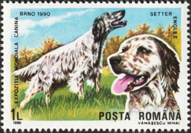 Engelse Setter