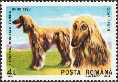 Afghaanse Windhond