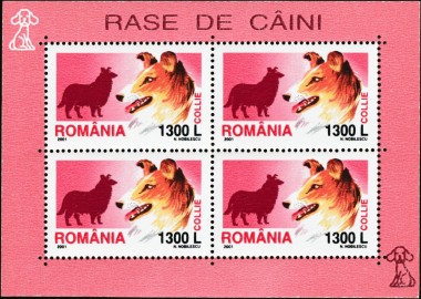 Collie