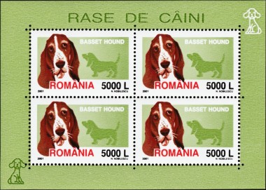 Basset Hound