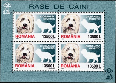 Roemeense Herder