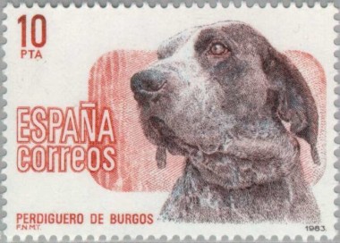 Burgos Setter