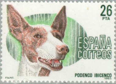 Ibizan Hound