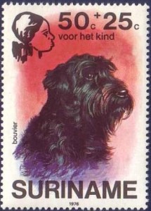 Bouvier des Flandres
