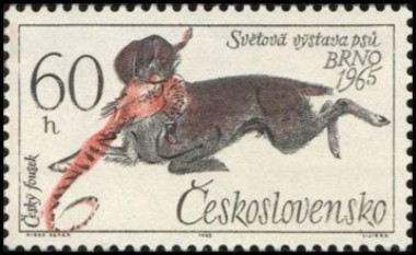 Czesky Fousek
