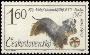 Czesky Terrier