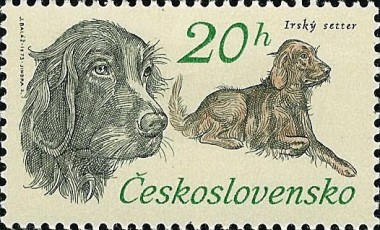 Ierse Setter